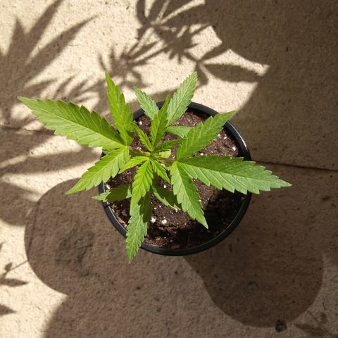 Chizu growlog timeline photo