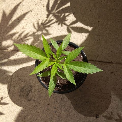 Chizu growlog timeline photo
