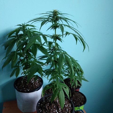 Top growlog timeline photo