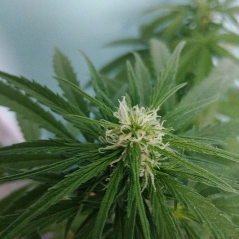 Top growlog timeline photo
