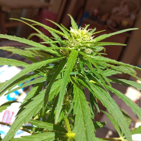Top growlog timeline photo