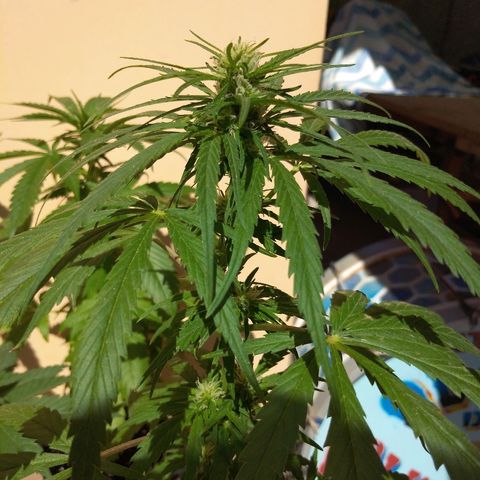 Top growlog timeline photo