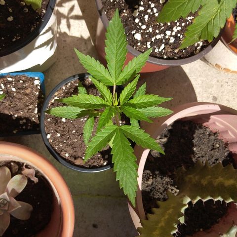 Chizu growlog timeline photo