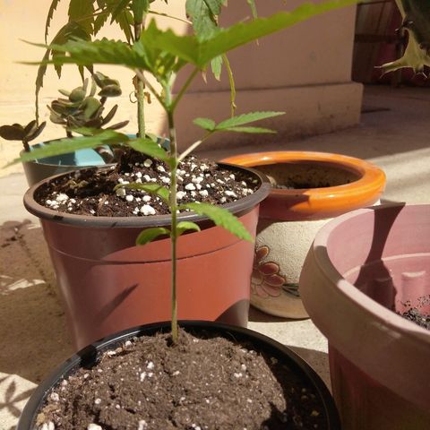 Chizu growlog timeline photo