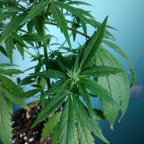 Top growlog timeline photo