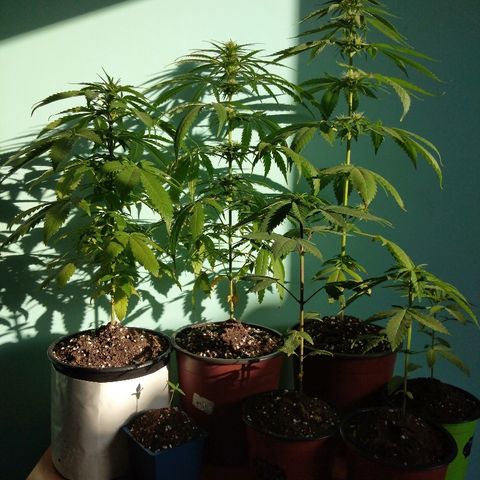 Chizu growlog timeline photo