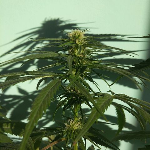 Top growlog timeline photo