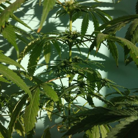 Top growlog timeline photo