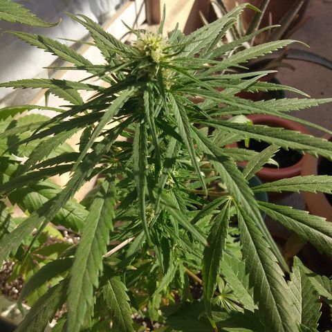 Top growlog timeline photo