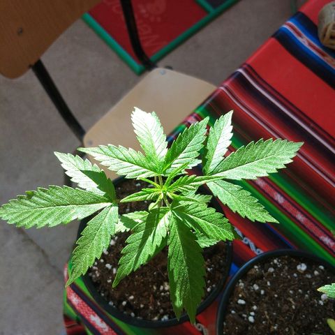Chizu growlog timeline photo