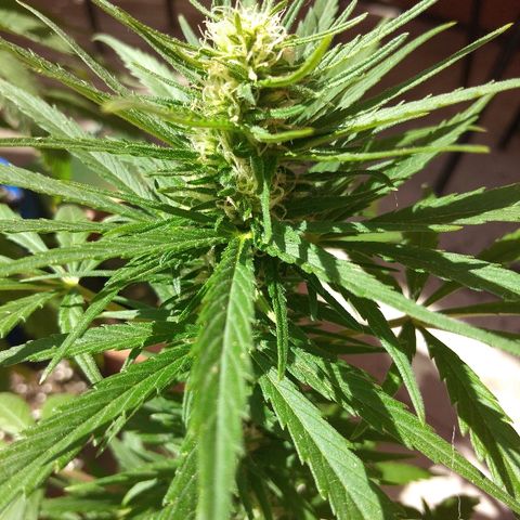 Top growlog timeline photo