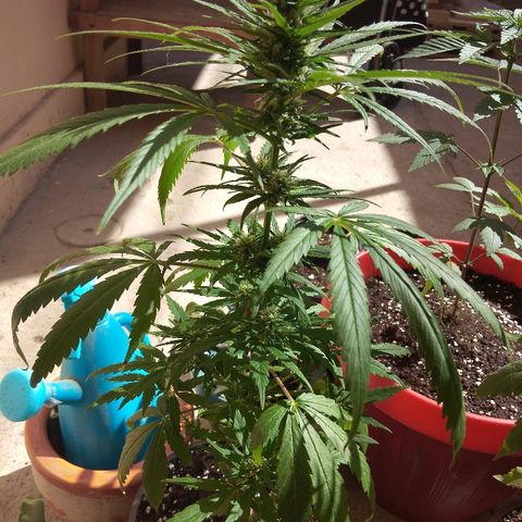 Top growlog timeline photo