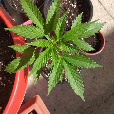 Chizu growlog timeline photo