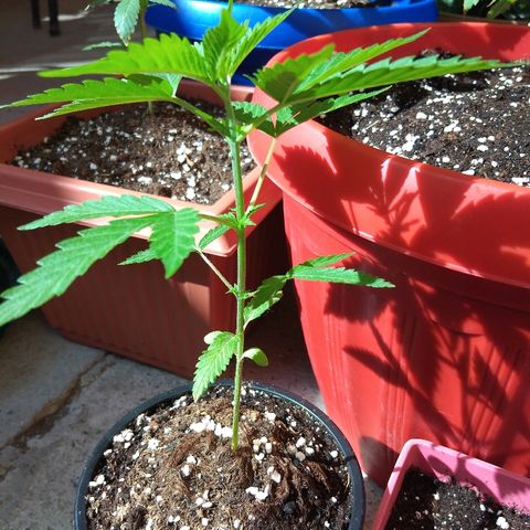 Chizu growlog timeline photo