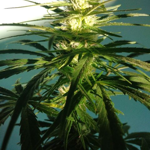Top growlog timeline photo