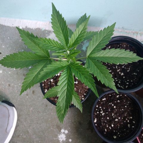 Chizu growlog timeline photo