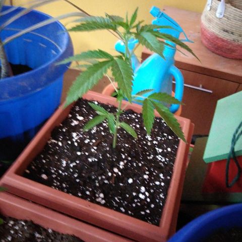Chizu growlog timeline photo