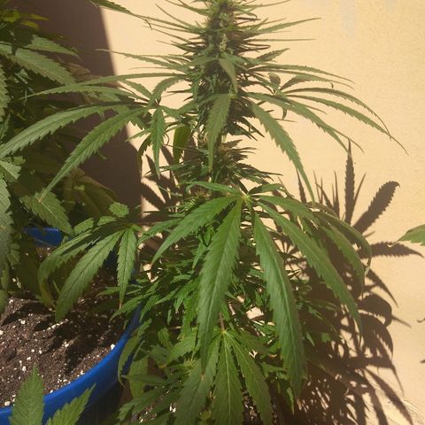 Top growlog timeline photo