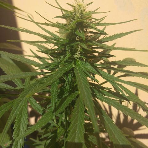 Top growlog timeline photo