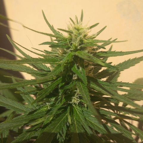Top growlog timeline photo