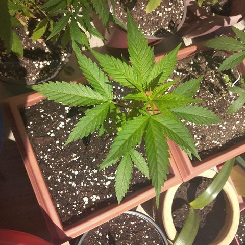 Chizu growlog timeline photo
