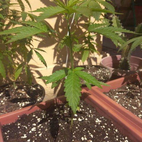 Chizu growlog timeline photo