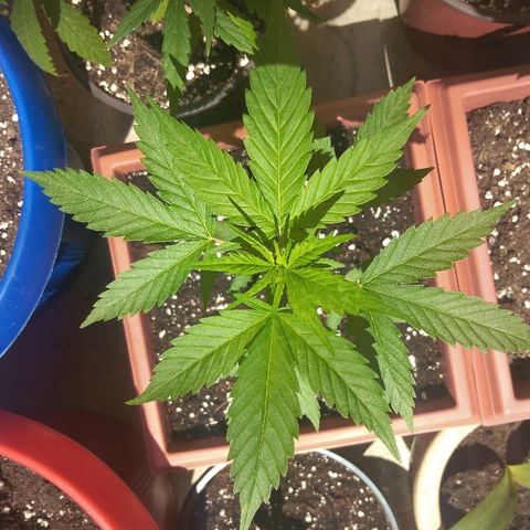 Chizu growlog timeline photo