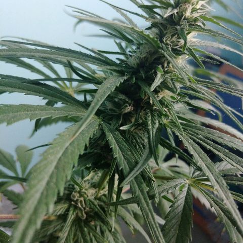 Top growlog timeline photo