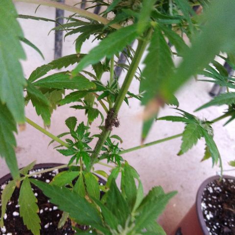 Top growlog photo: Se rompió un cogollo satélite. 