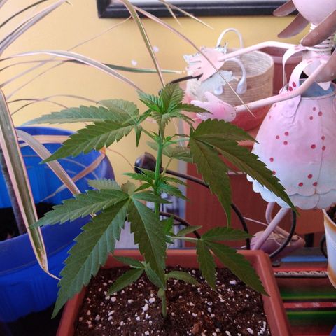 Chizu growlog timeline photo