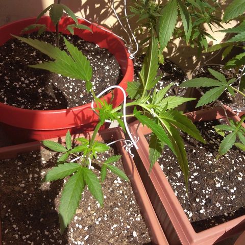 Chizu growlog timeline photo