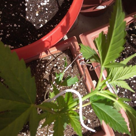 Chizu growlog timeline photo