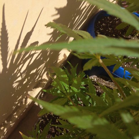 Top growlog photo: Ataque de perro. 