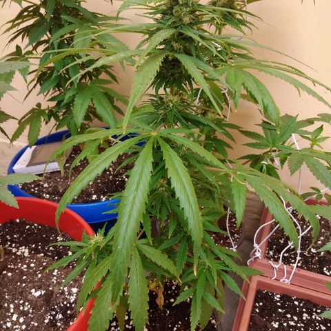 Top growlog timeline photo