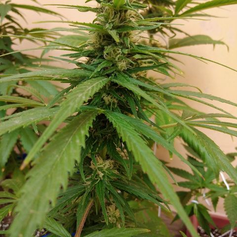 Top growlog timeline photo