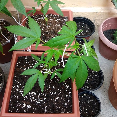 Chizu growlog timeline photo