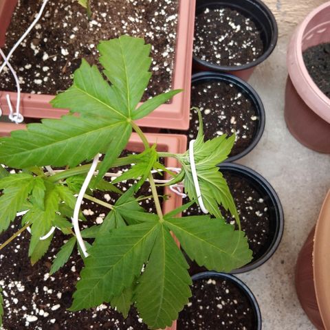 Chizu growlog timeline photo