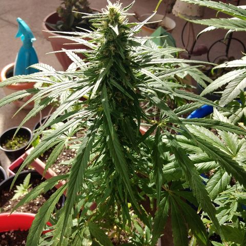 Top growlog timeline photo