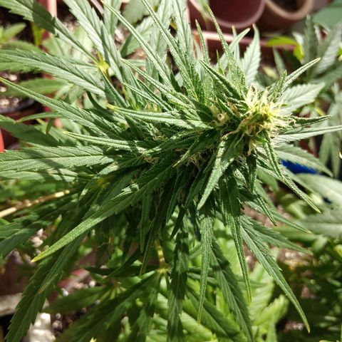 Top growlog timeline photo