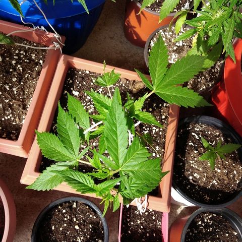 Chizu growlog timeline photo