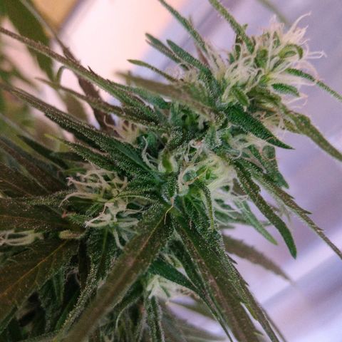 Top growlog timeline photo