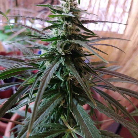 Top growlog timeline photo