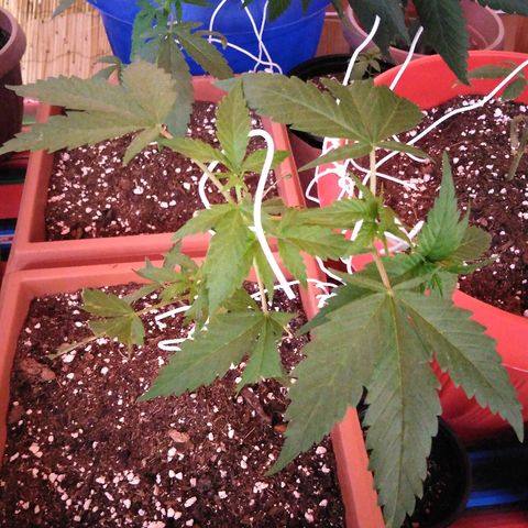 Chizu growlog timeline photo