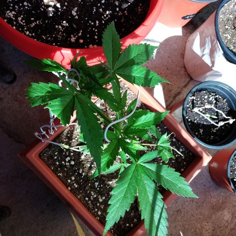 Chizu growlog timeline photo