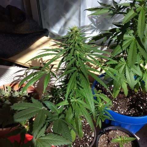 Top growlog timeline photo