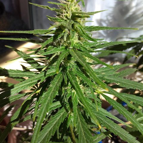 Top growlog timeline photo
