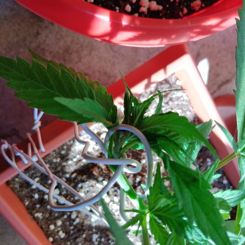 Chizu growlog timeline photo