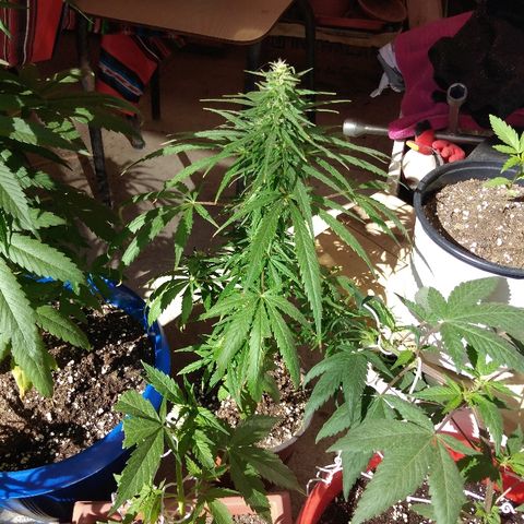 Top growlog timeline photo