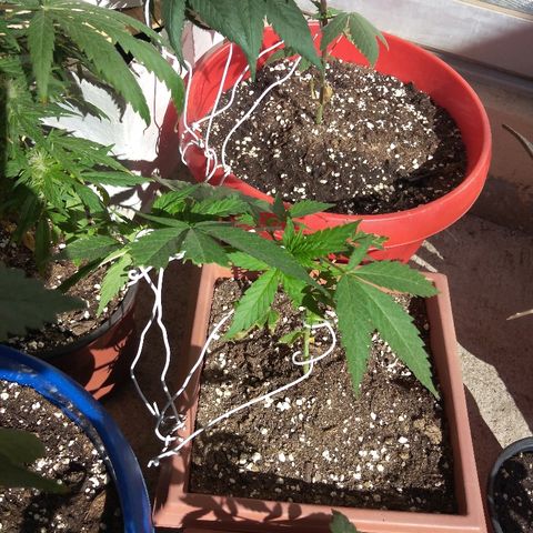 Chizu growlog timeline photo