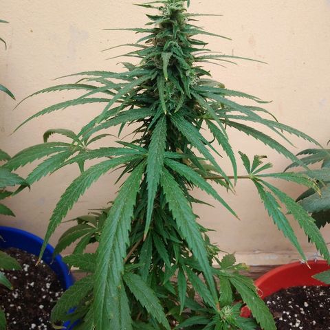 Top growlog timeline photo